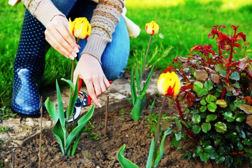 A person planting yellow tulips in a garden bed with rich brown soil, surrounded by green grass and a vibrant red and green shrub, in a landscaped outdoor area with natural sunlight. The garden features well-maintained flower beds and a paved pathway nearby, indicative of a tidy front or back garden space in Clapham. The individual is dressed in casual clothing and blue boots, engaged in gardening activities, reflecting professional garden care and maintenance services offered by Gardening Services Clapham in the local area. The scene highlights the garden's lush lawn, flowering plants, and the neat arrangement of planting beds, emphasizing a well-kept outdoor environment suitable for gardening and landscaping improvements.